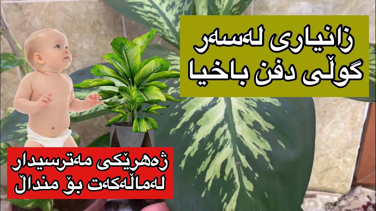 زانیاری لەسەر گولی دفن باخیا، ژەھرێکی مەتسیدار لە مالەکەت بۆ مندال #rahelaziz #youtube #flowers