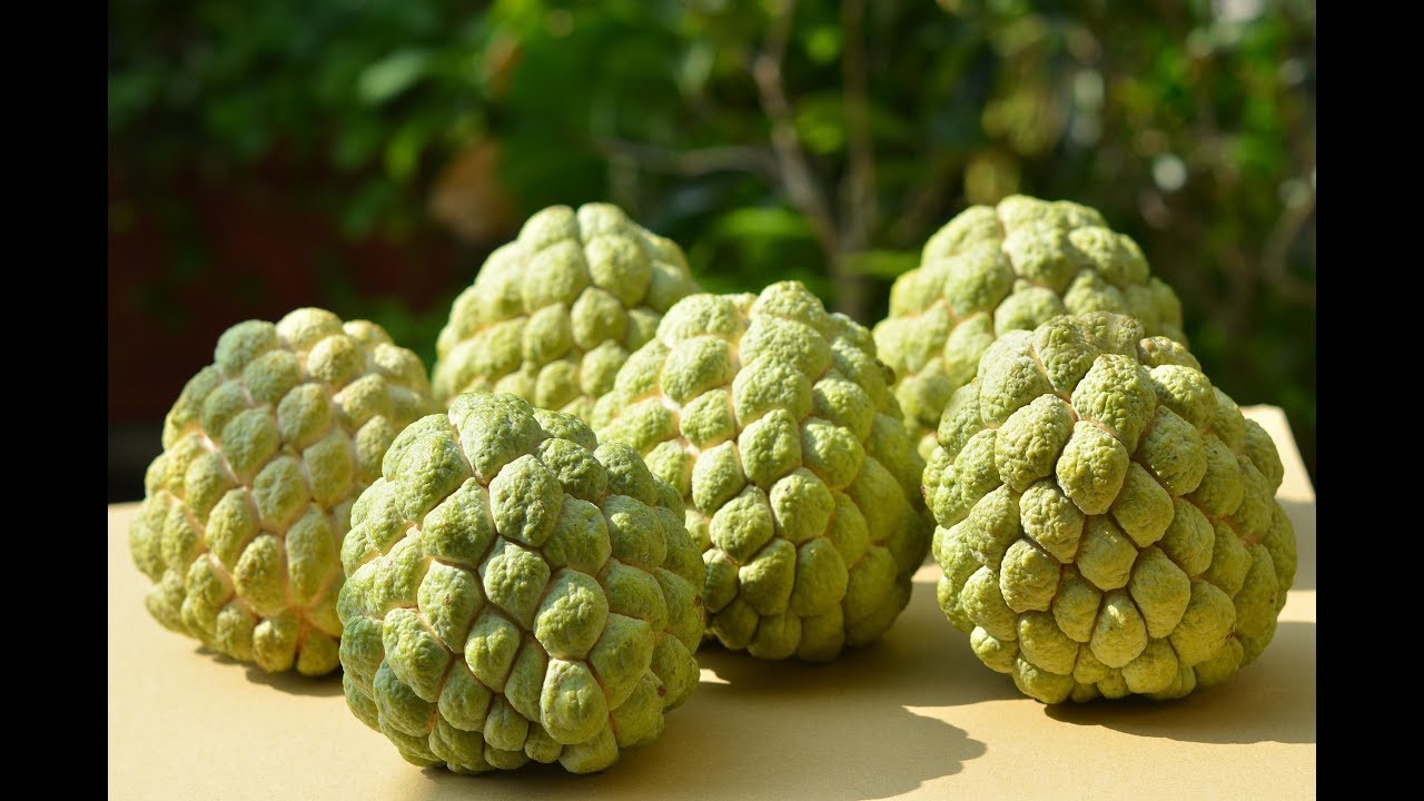 Custard Apple Taiwan Leisure Farms Development Association  Full HD 5 Minutes