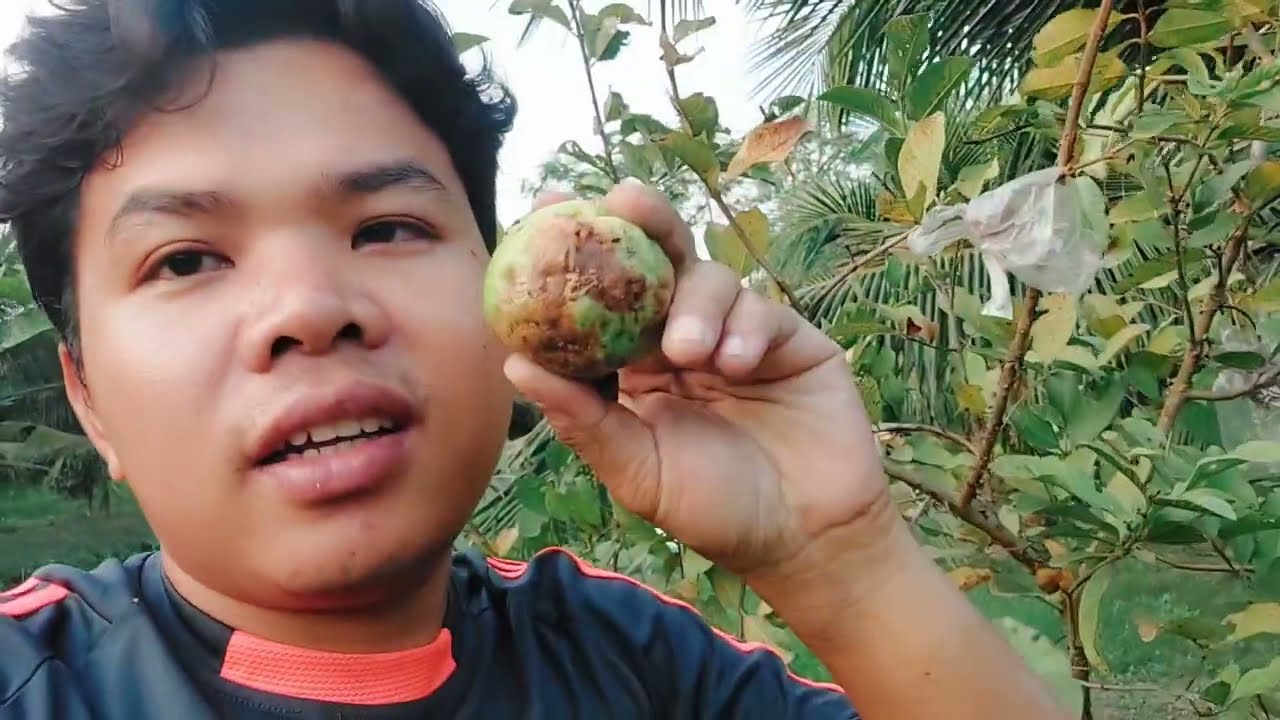 ไปเอ่าหน้อไม้สวนนายจ้างคนไทย🇹🇭หลังเลิกงานไปกินน้ำมะพร้าว