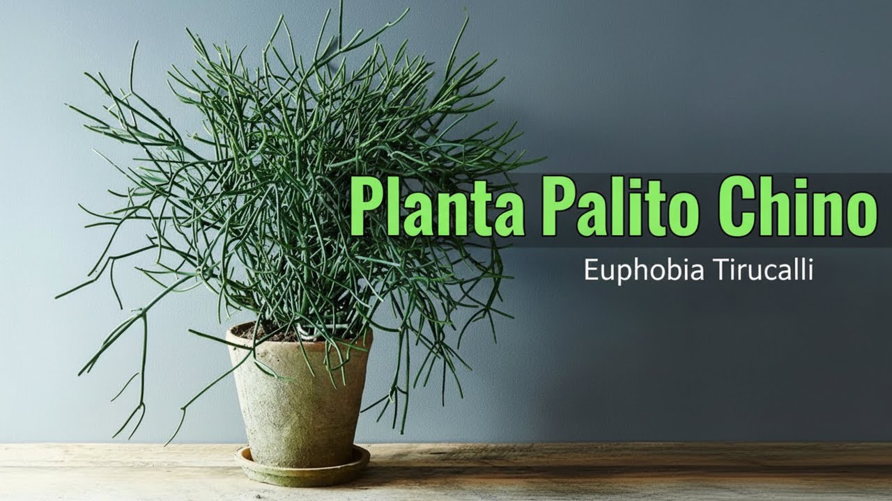 Descubre la Euphorbia tirucalli y sus secretos (podría también generar biocombustible)