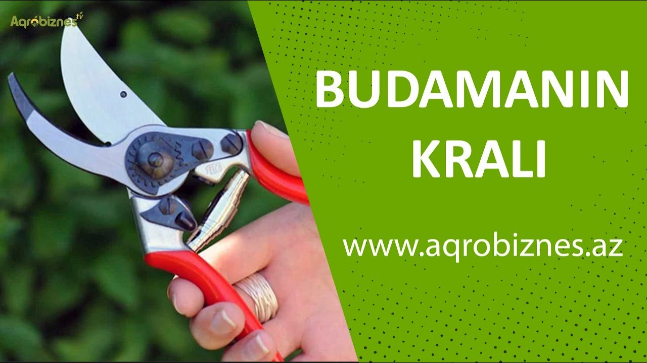 Bağlarda ideal budama &uuml;&ccedil;&uuml;n təklif