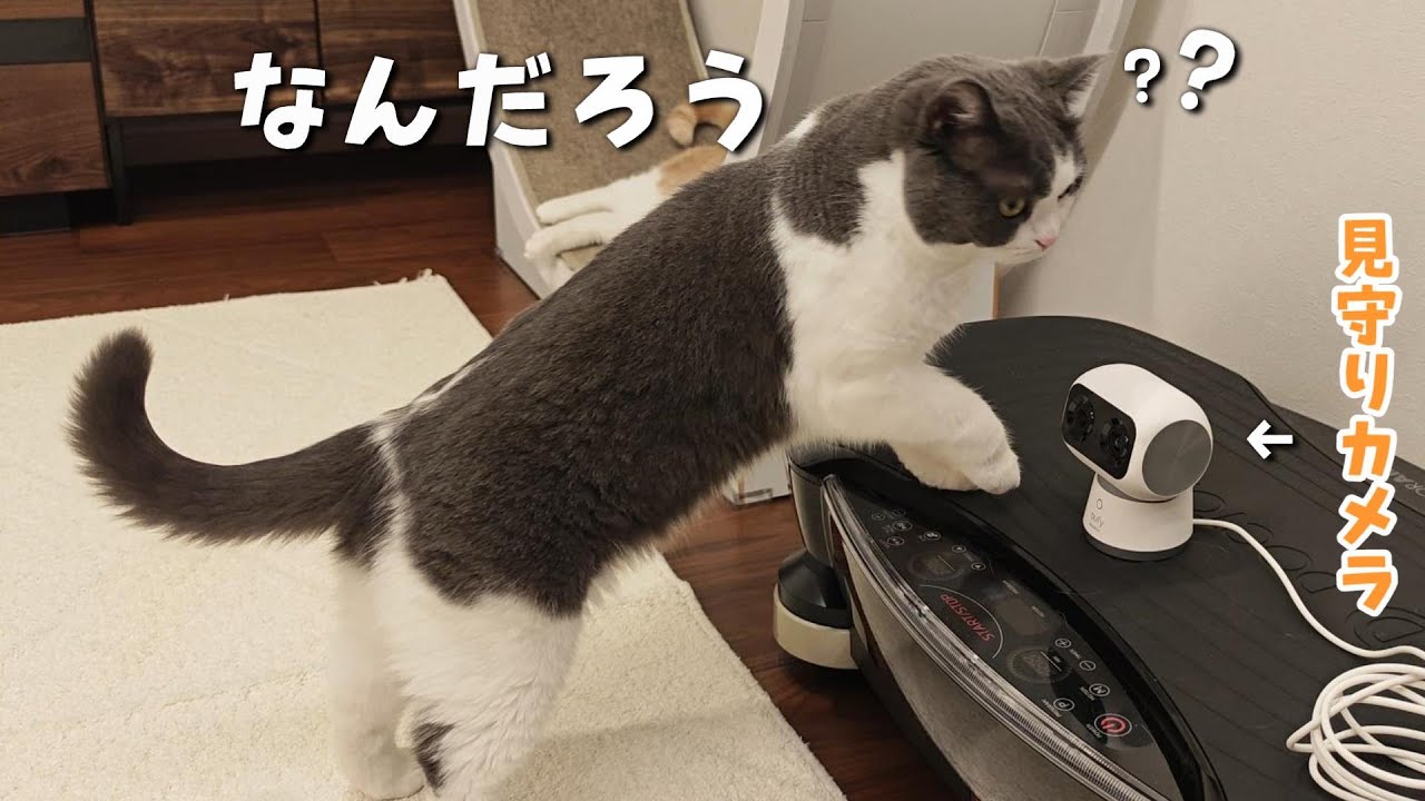 留守番中や深夜の猫は何をしているの？見守りカメラ設置してみました