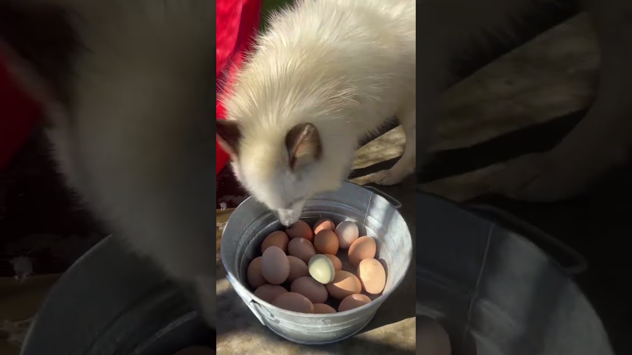 Egg breakfast for all the Clevyr foxes! 