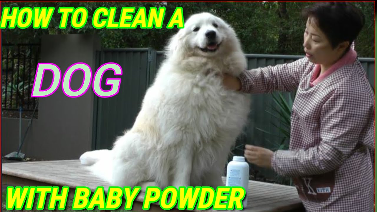 How to clean a dog with baby powder