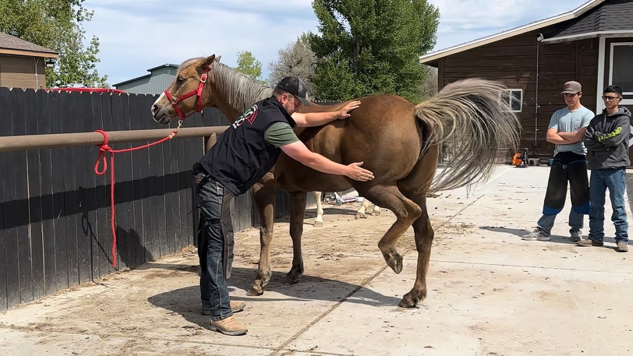 DANGEROUS MARE tries to Kick FARRIER!
