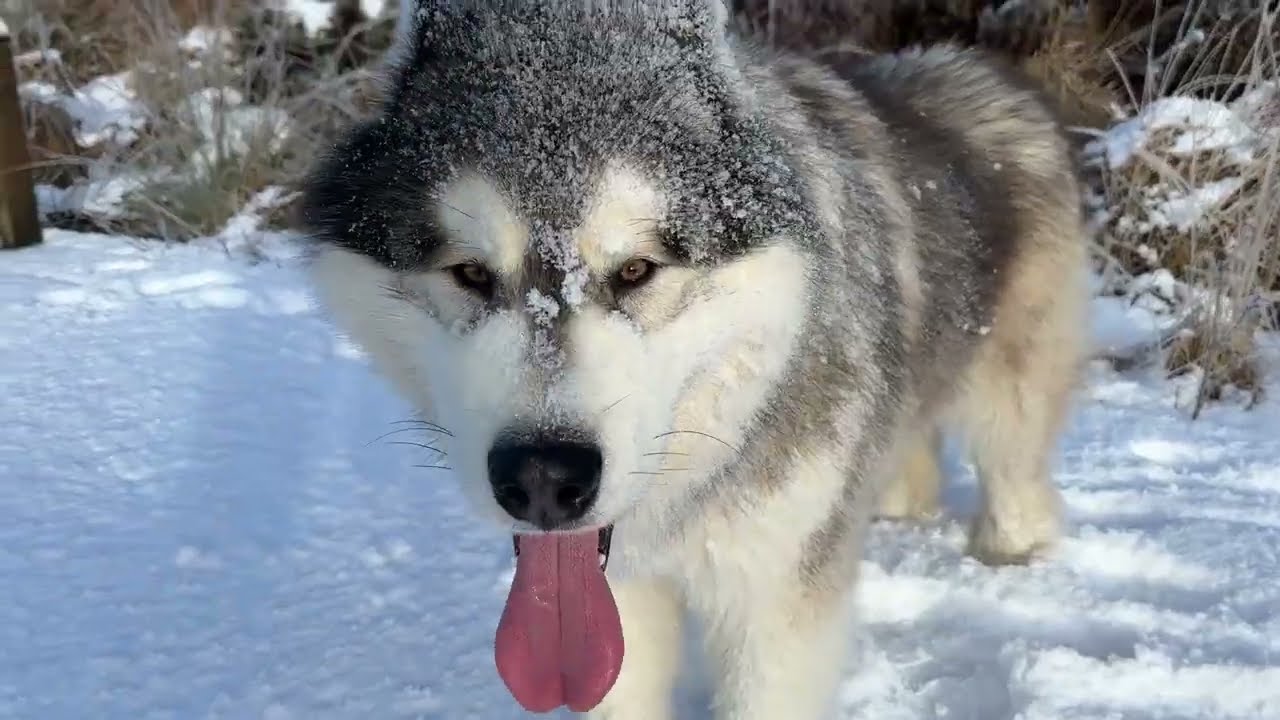 Majestic Husky Runs In Snow For The First Time In Forever! (So Beautiful!!)