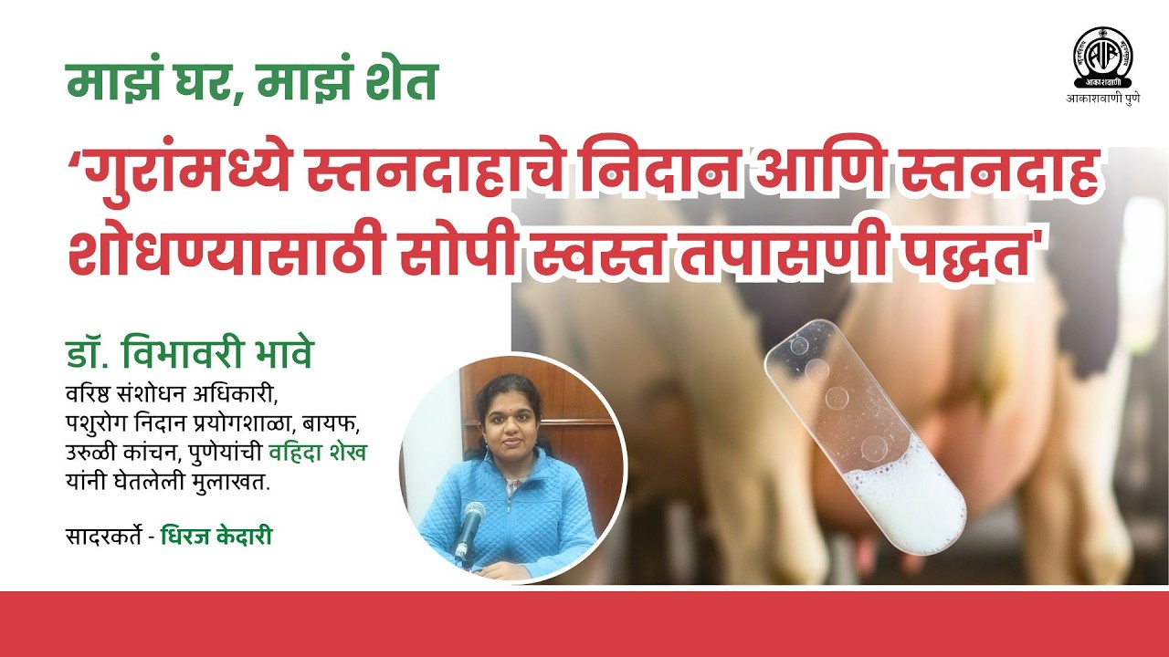 माझं घर, माझं शेत । गुरांमध्ये स्तनदाहाचे निदान आणि स्‍तनदाह शोधण्यासाठी सोपी स्वस्त तपासणी पद्धत