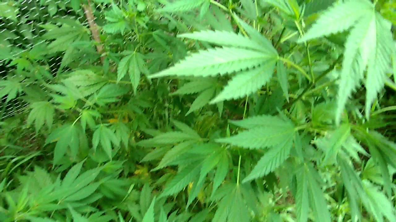 JEBZ OUTDOOR UPDATE #4