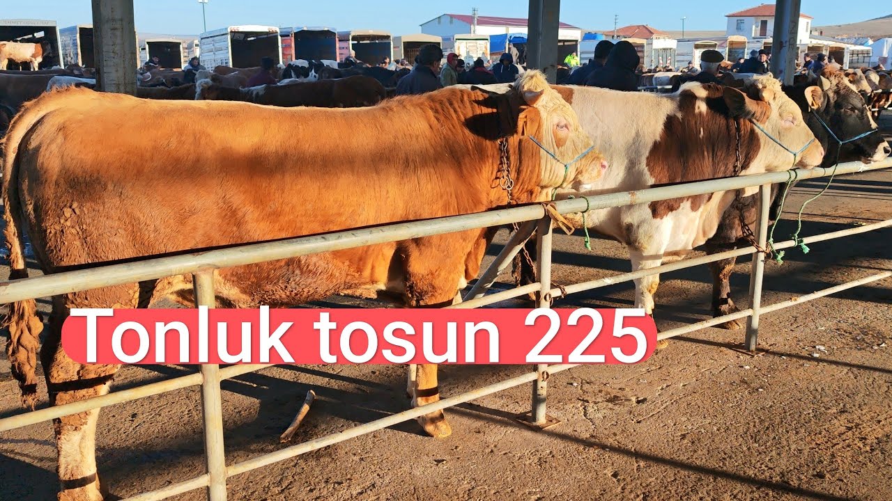 ‼️ SORGUN CANLI HAYVAN PAZARI ‼️ 12 mart perşembe 