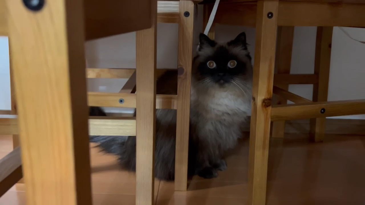 夜の散歩が好きならん丸｜母の新たな遊びを警戒するグリン。　