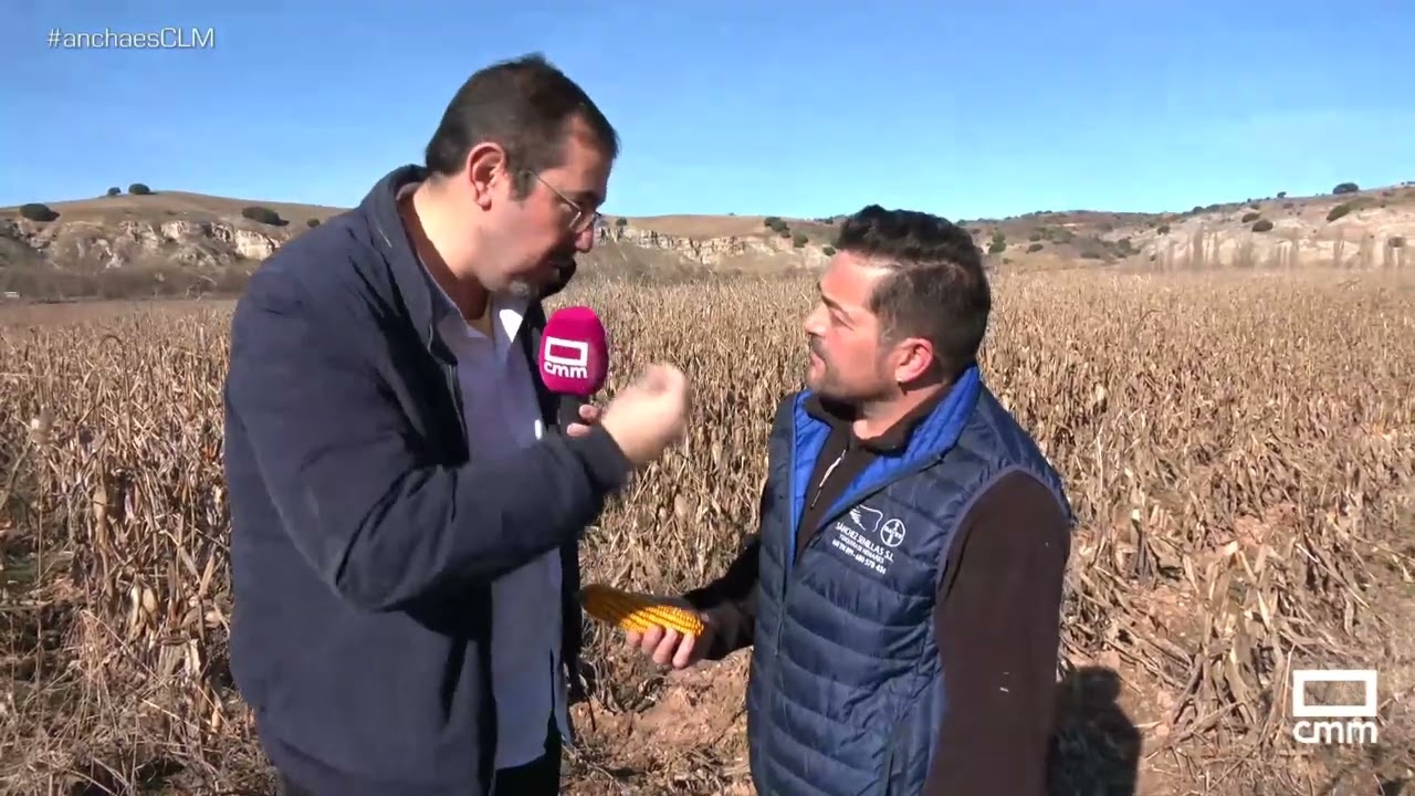 Se retrasa la cosecha de maíz en la zona de Jadraque