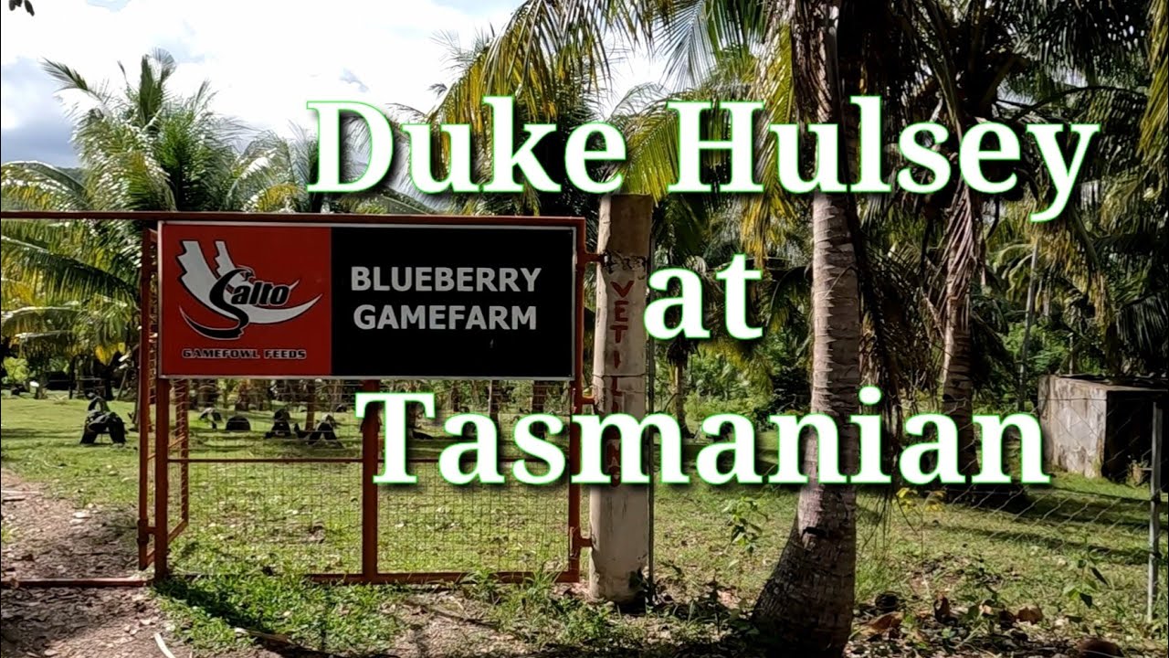 EP380: Tasmanian at Duke Hulsey sa Boljoon