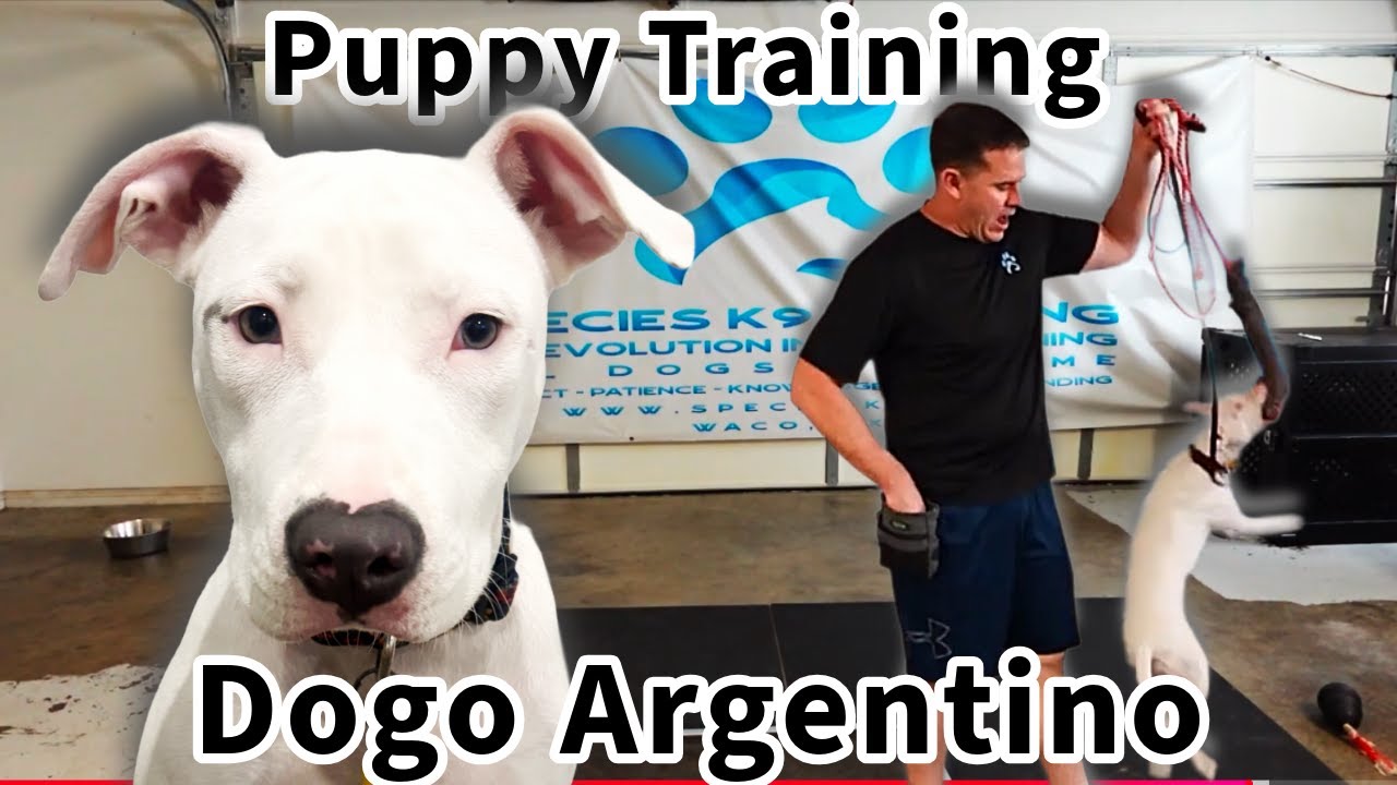 DOGO ARGENTINO Puppy | Full Training Session