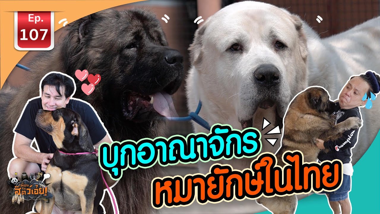 Boerboel บุกอาณาจักรสุนัขบัวโบว์ในไทย - เพื่อนรักสัตว์เอ๊ย EP.107