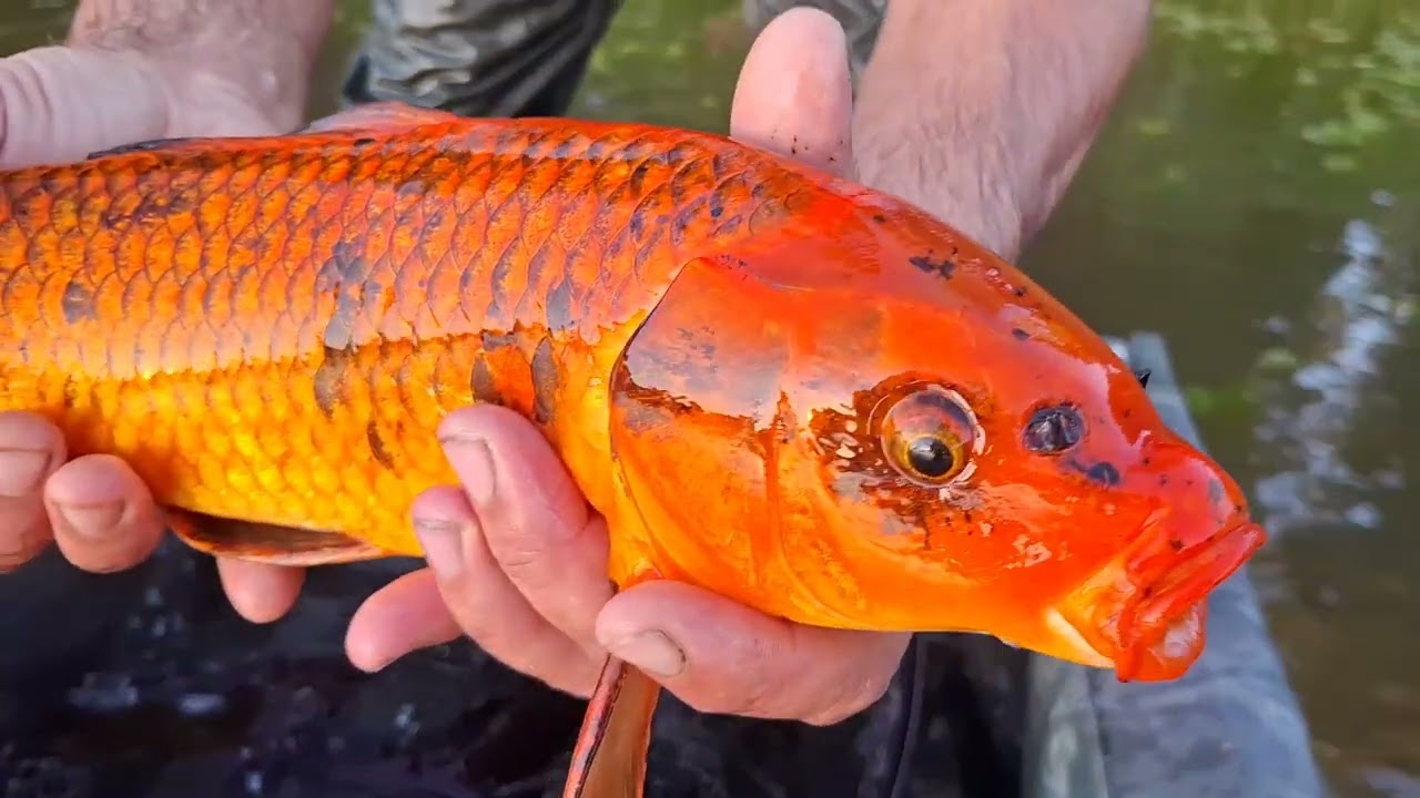 Cudowne Karpie Koi na łowisku Yellow Karp 