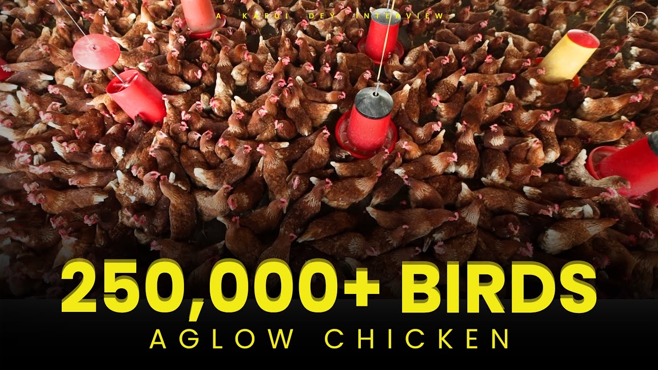 From 2,500 Chicks to Over 250,000 Birds: Aglow Chicken – A Ghanaian Success Story 🇬🇭