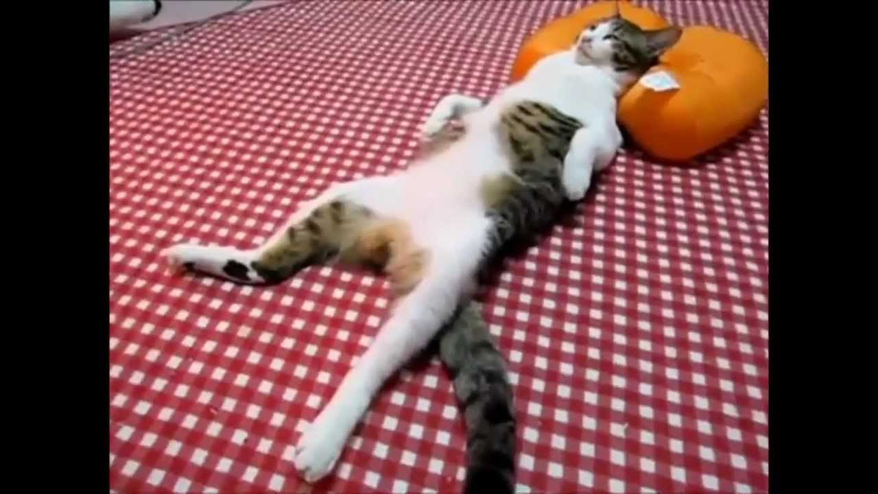 funny cats compilation 2013