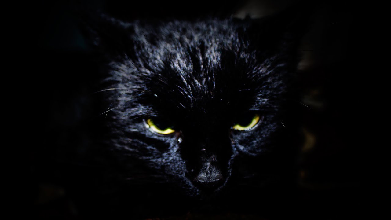 Meet! Very serious black cat Kit!