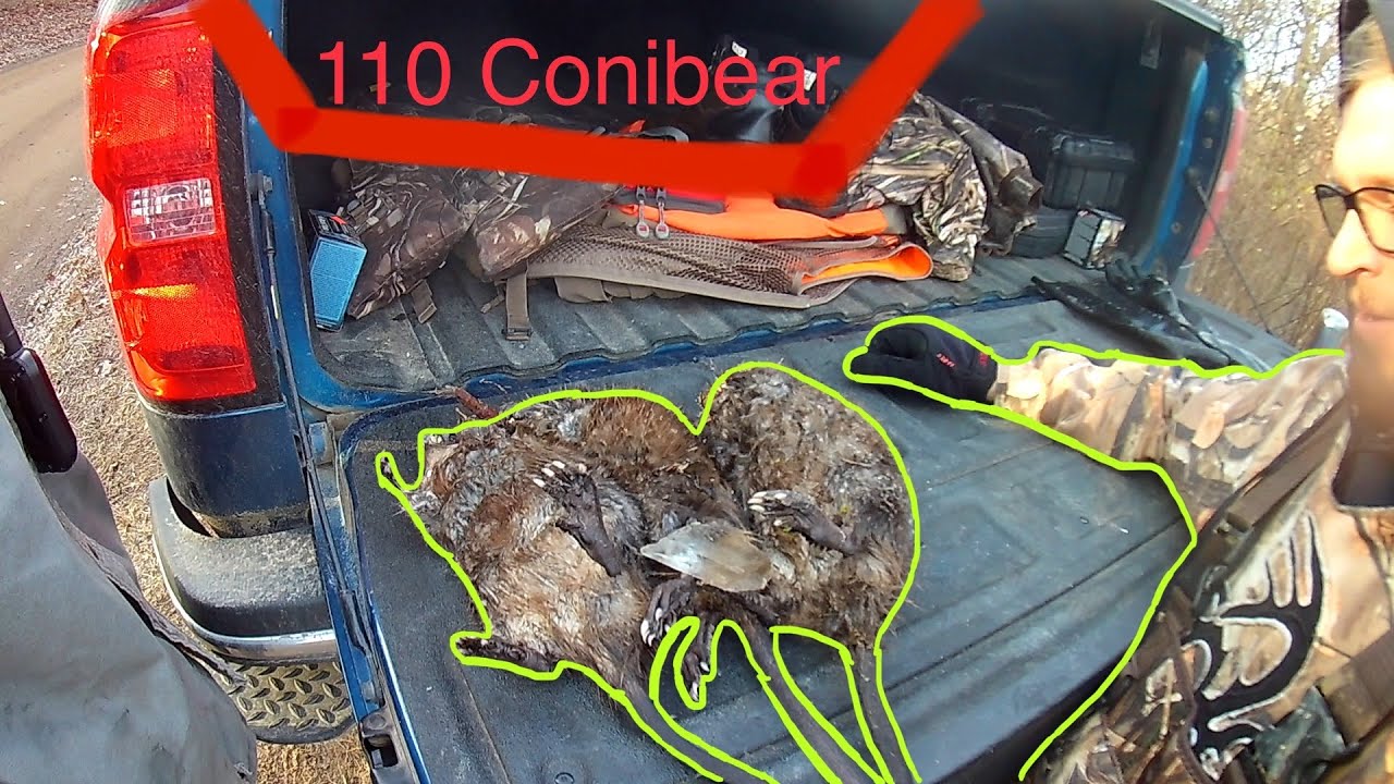 Muskrat Trapping With 110 Conibears! (Multiple Catches!)