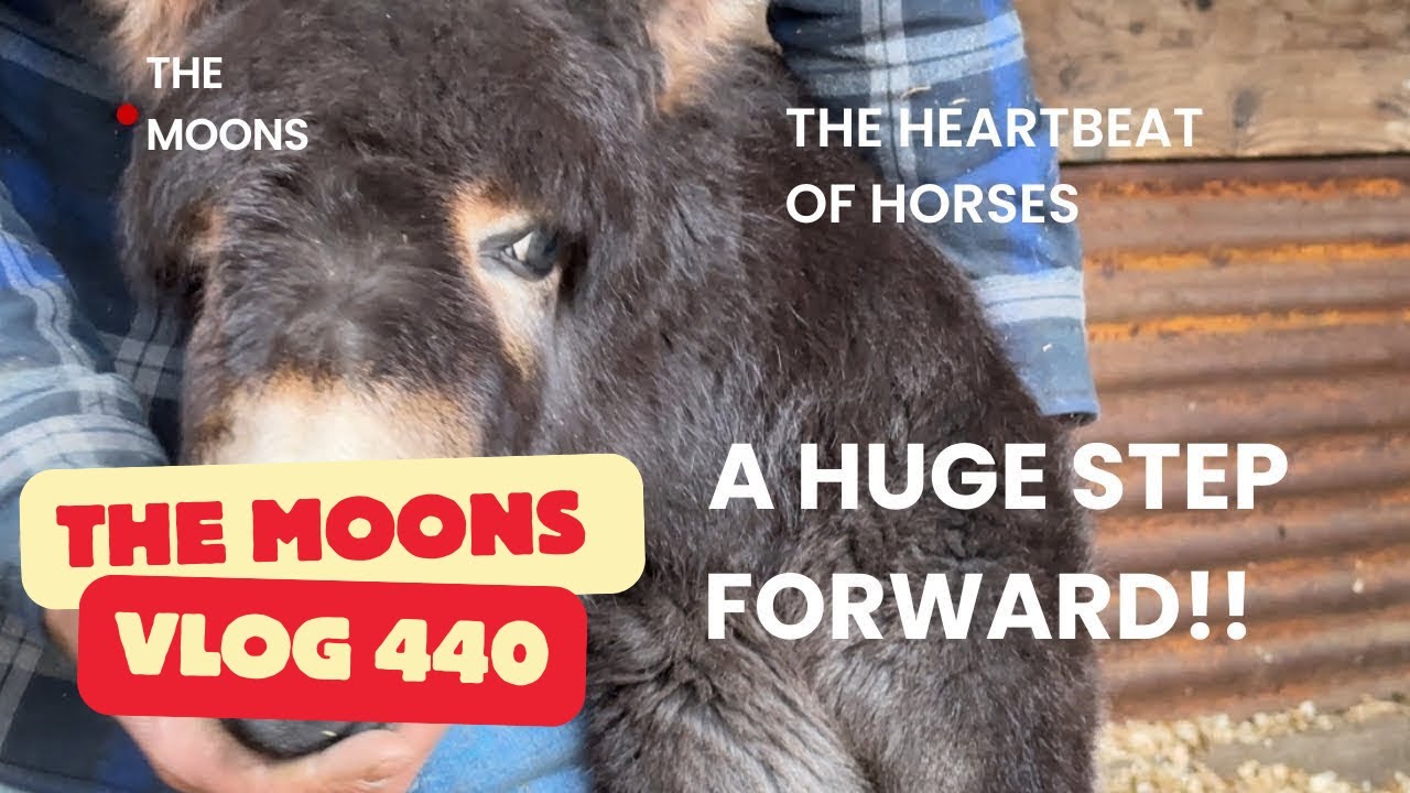Baby Donkey Born Deformed Update… and a Huge Step Forward for the Legends