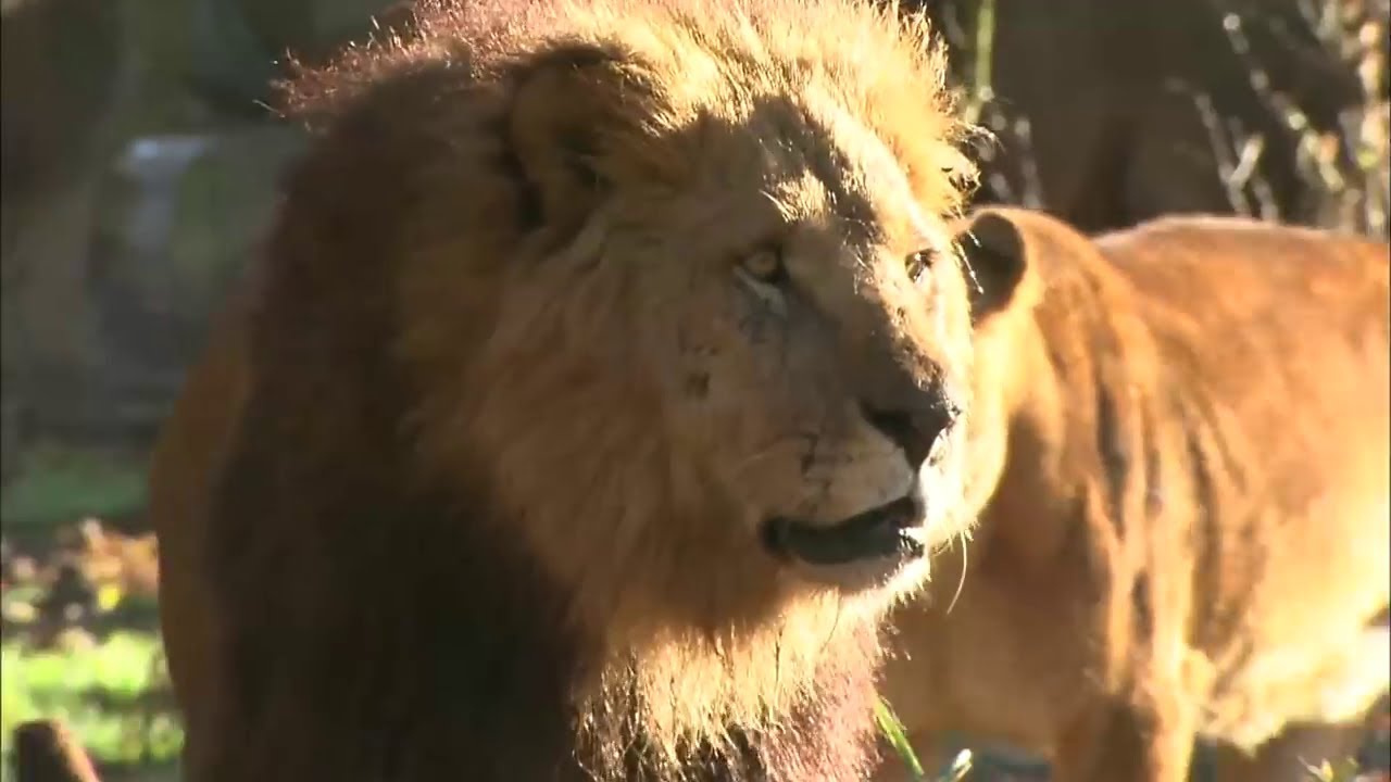 CM 富士サファリパーク 2010 FUJI SAFARI PARK