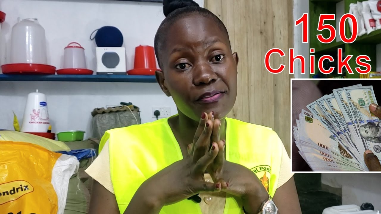 how much do you need to raise 150 one old chicks to 1 month part1