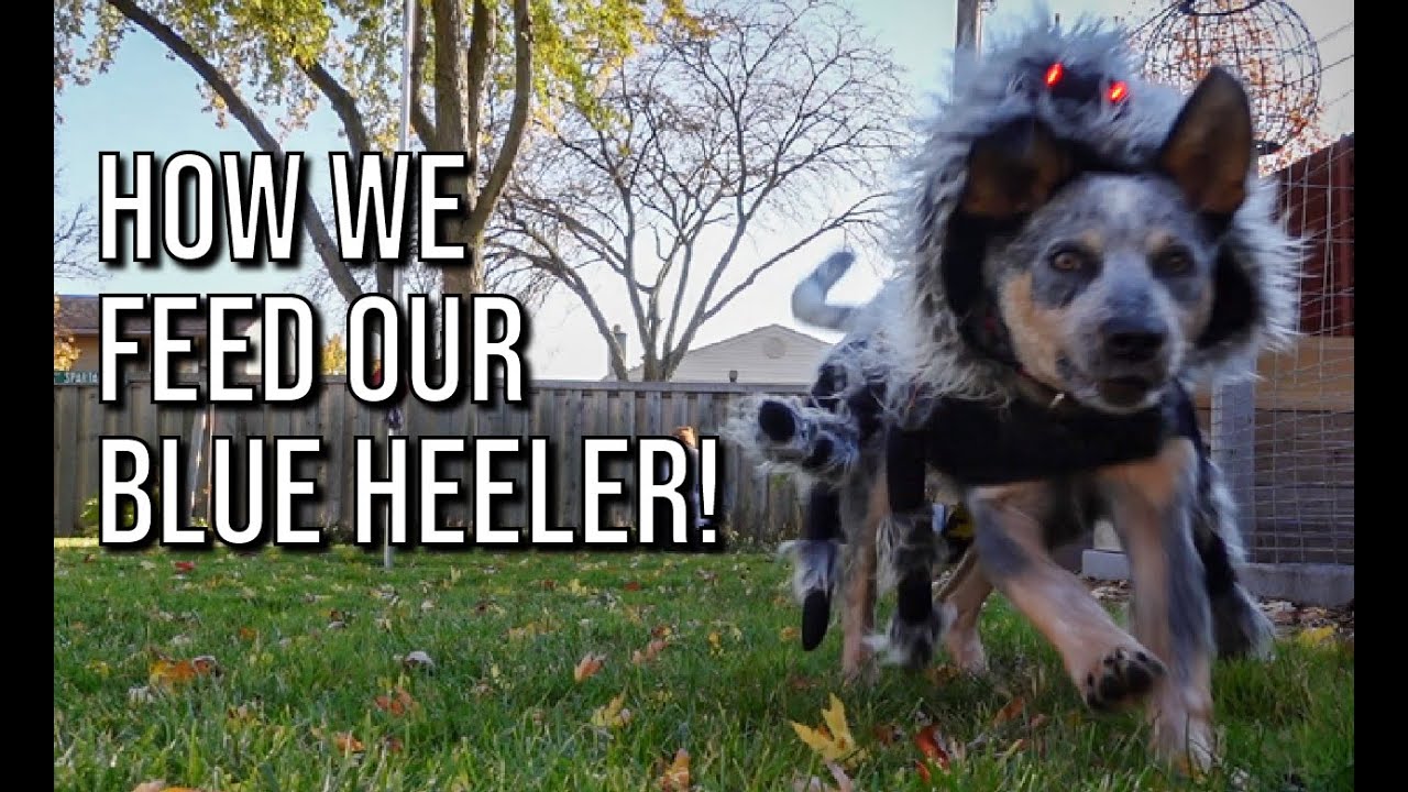 How we feed our puppy | HALLOWEEN EDITION !!