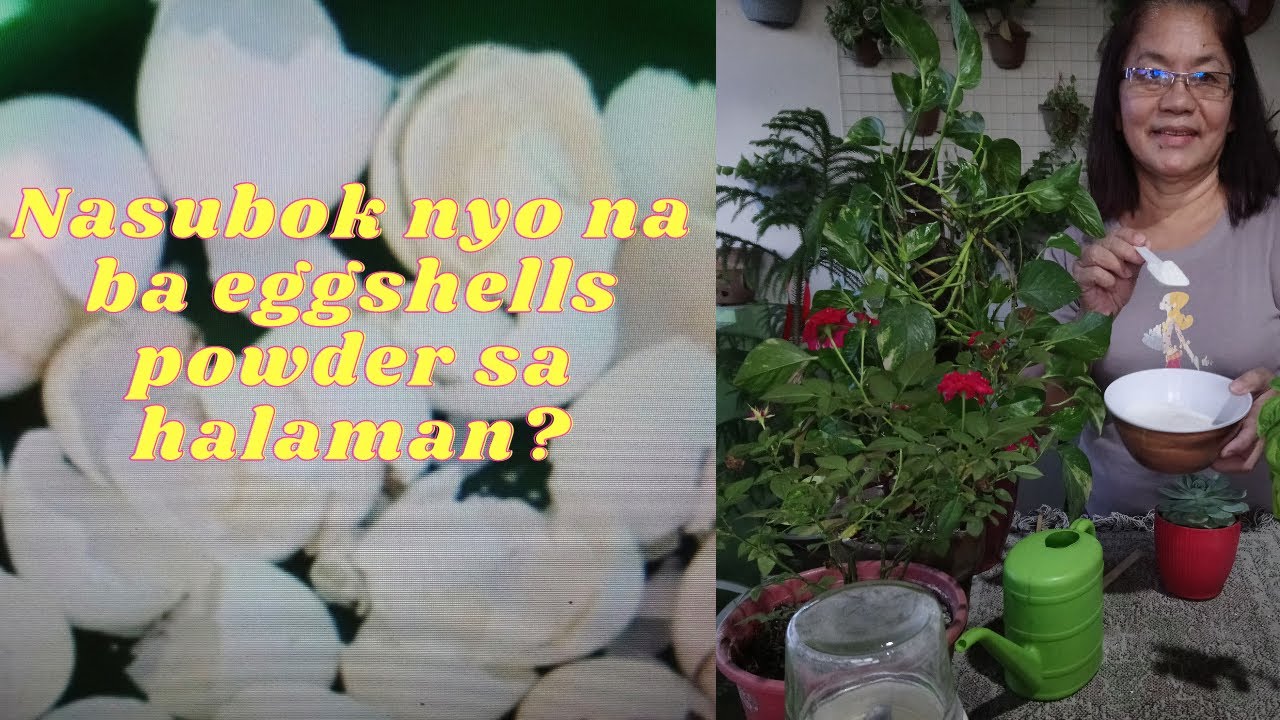 Eggshells Powder (Natural fertilizer for our plants) @passionat60