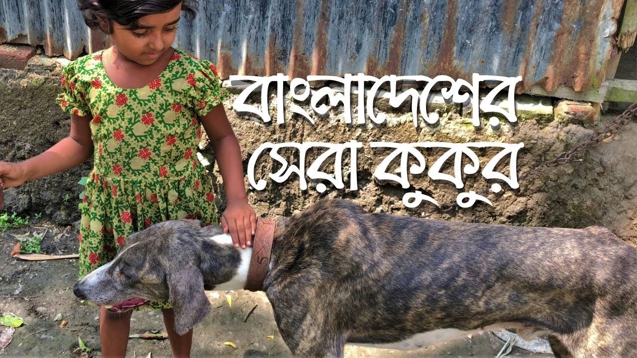 বাংলাদেশের সেরা কুকুর সরাইলের হাউন্ড, ব্রাহ্মণবাড়িয়া Sarail Hound, Brahmanbaria