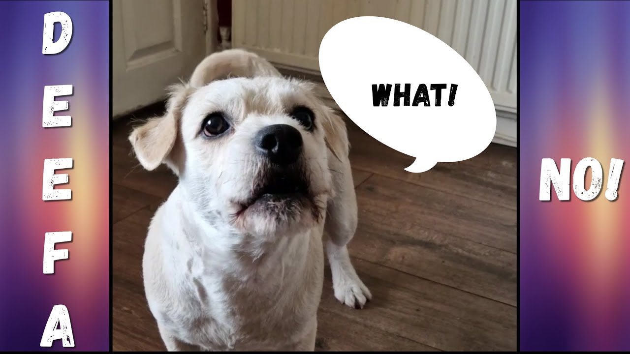 The Talking Dog that can win any argument