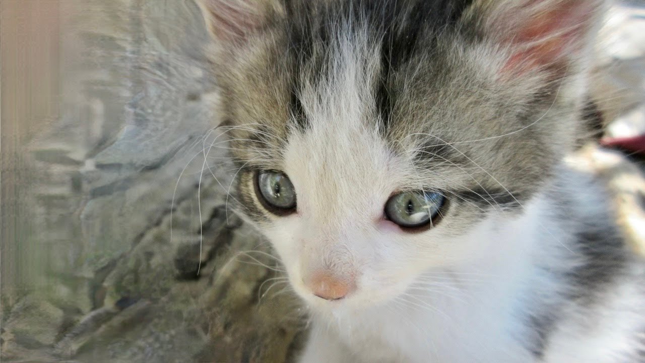 Our Cats #209 - Kittens Grashak & Matilda On Hike Through Rocks