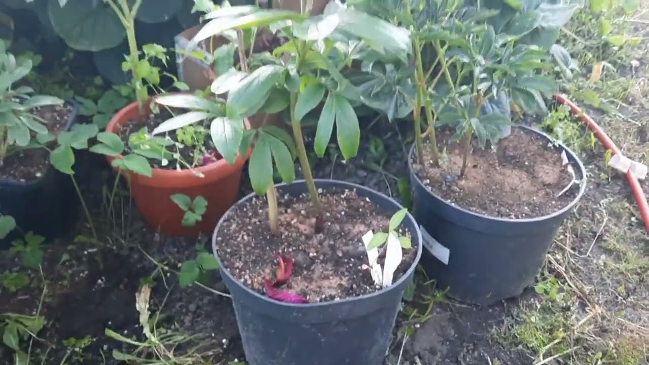 ПИОНЫ ОСЕННЕЙ ПОСАДКИ В ГРУНТ-ПИОНЫ ВЕСЕННЕЙ ПОСАДКИ В ГОРШКАХ ЛЕТОМ 2022 ГОДА! СРАВНИВАЕМ!