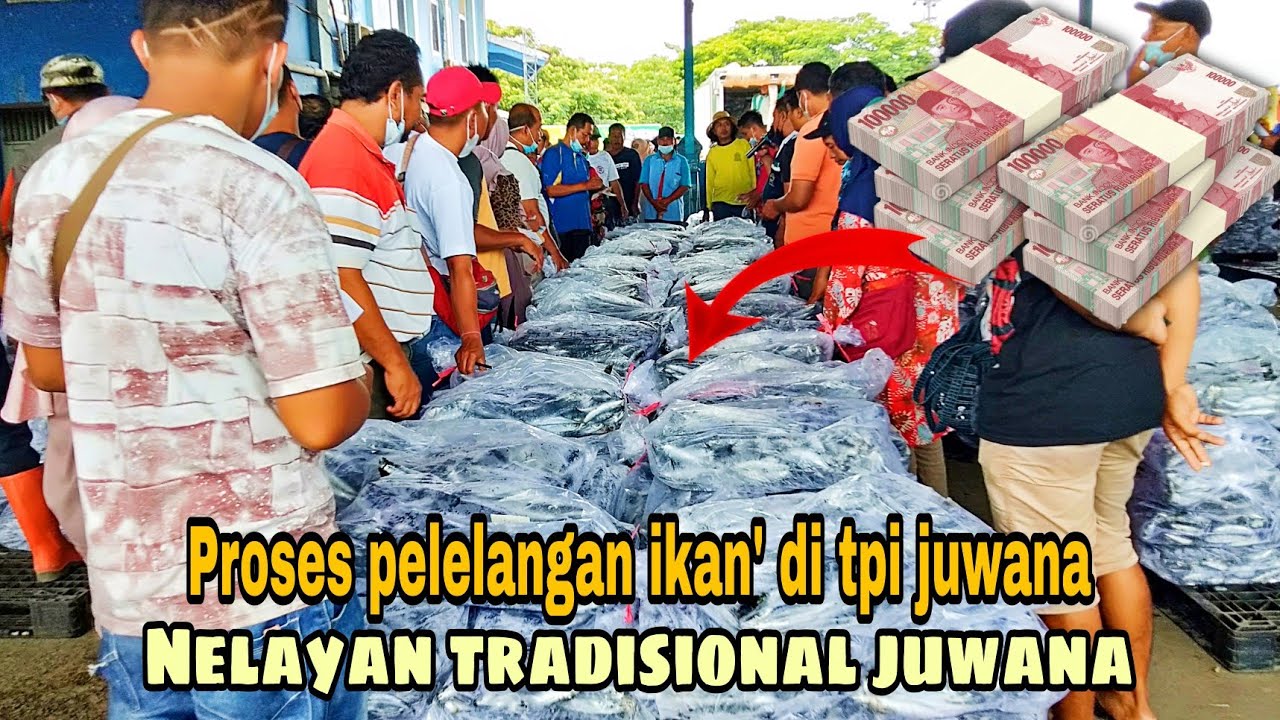 Beginilah cara pelelangan ikan di TPI juwana, ratusan ton ikan ada di sini // nelayan juwana