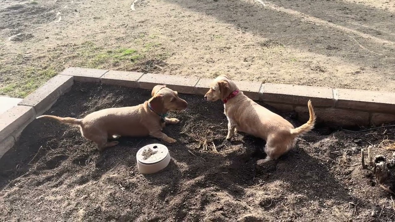 The twins love their outside time playing together 