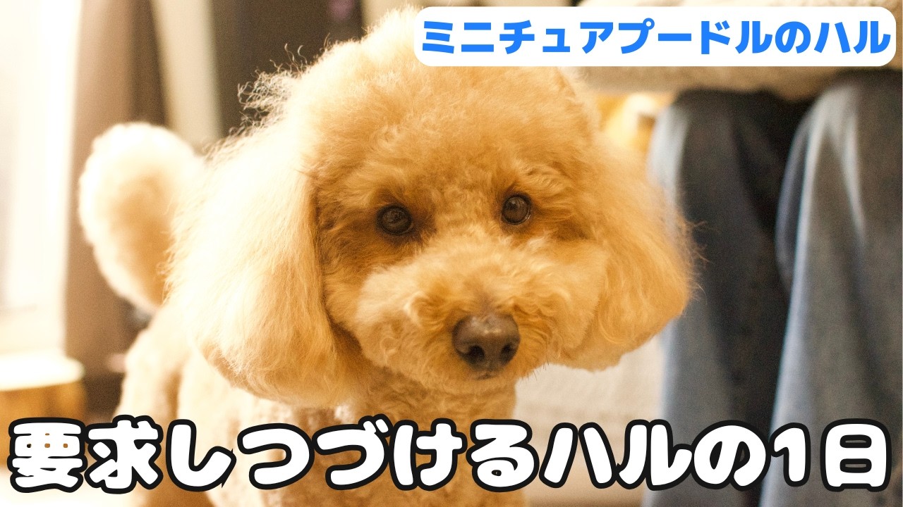 何かを欲しがるミニチュアプードル　ハルの1日