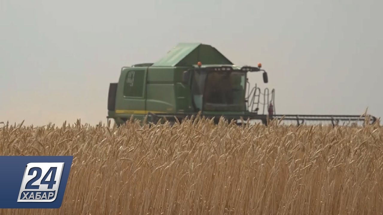 Первый урожай собирают в ЗКО