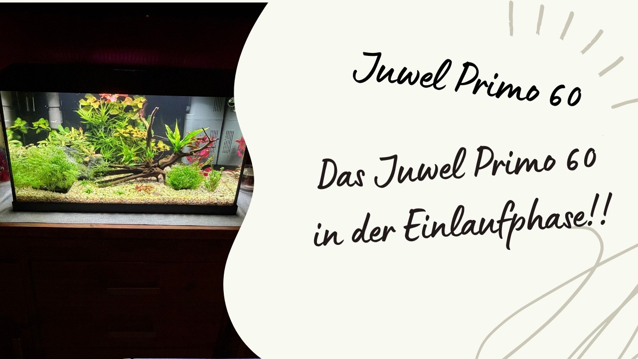 Mein Juwel Primo 60 nach 3 Wochen Einfahrzeit – Aquarium-Review und Setup-Details
