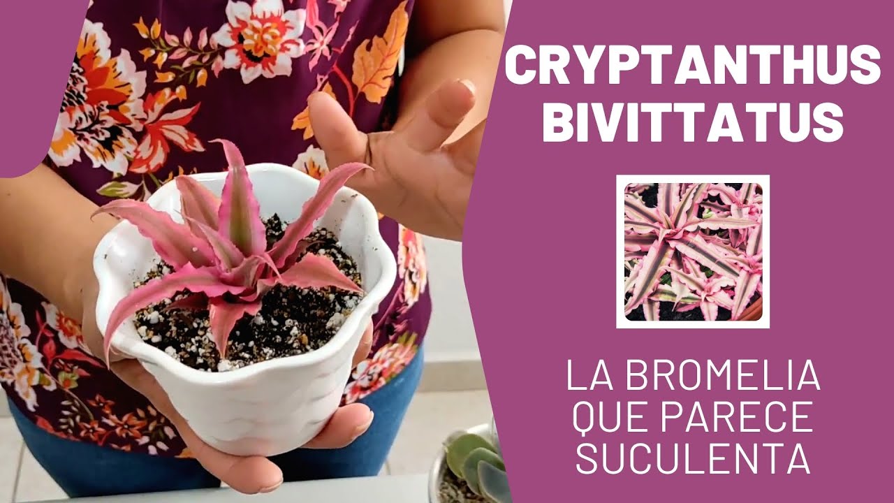 CRYPTANTHUS BIVITTATUS | BROMELIA que parece SUCULENTA 🤔🌸