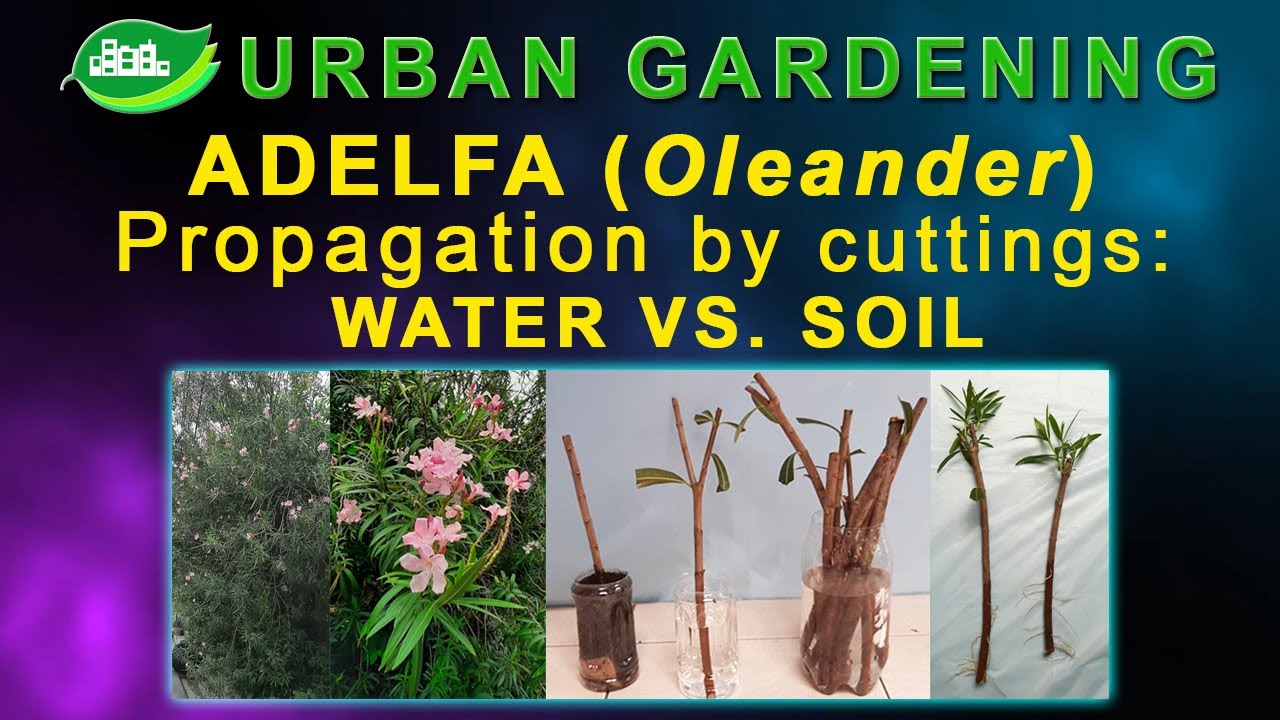 Adelfa (Oleander) Propagation by cuttings: Water vs. Soil
