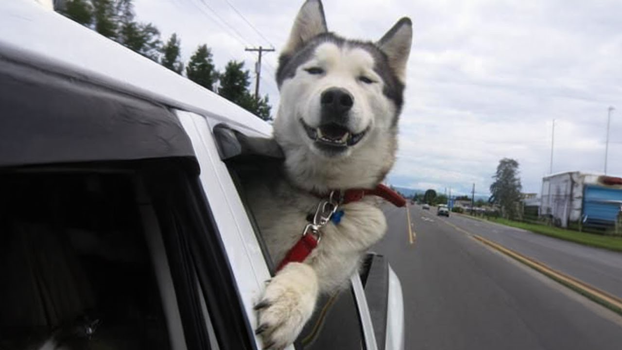 Husky is Silliest Creature On Earth 🤣 Funny Dog Video