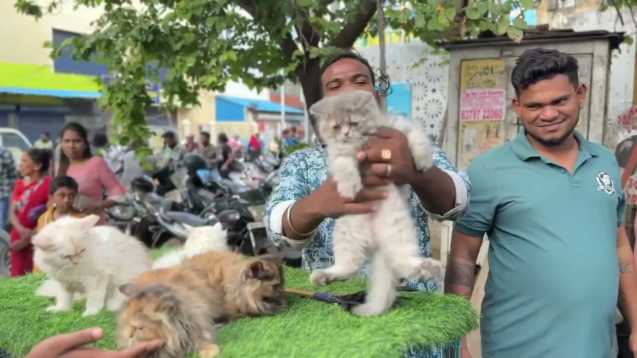 Chennai Manady | Pet Market & Expalin | #chennai #bismillahpets