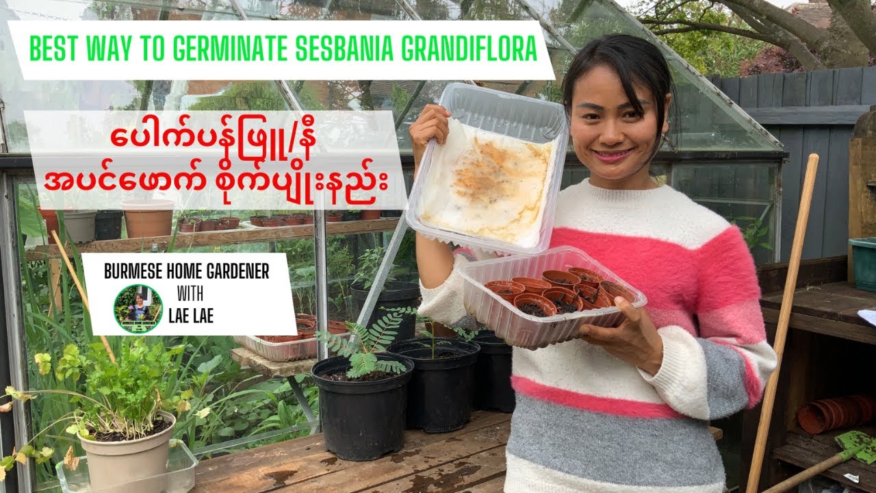 Sesbania Grandiflora Seeds Not Sprouting? Fix It Now!