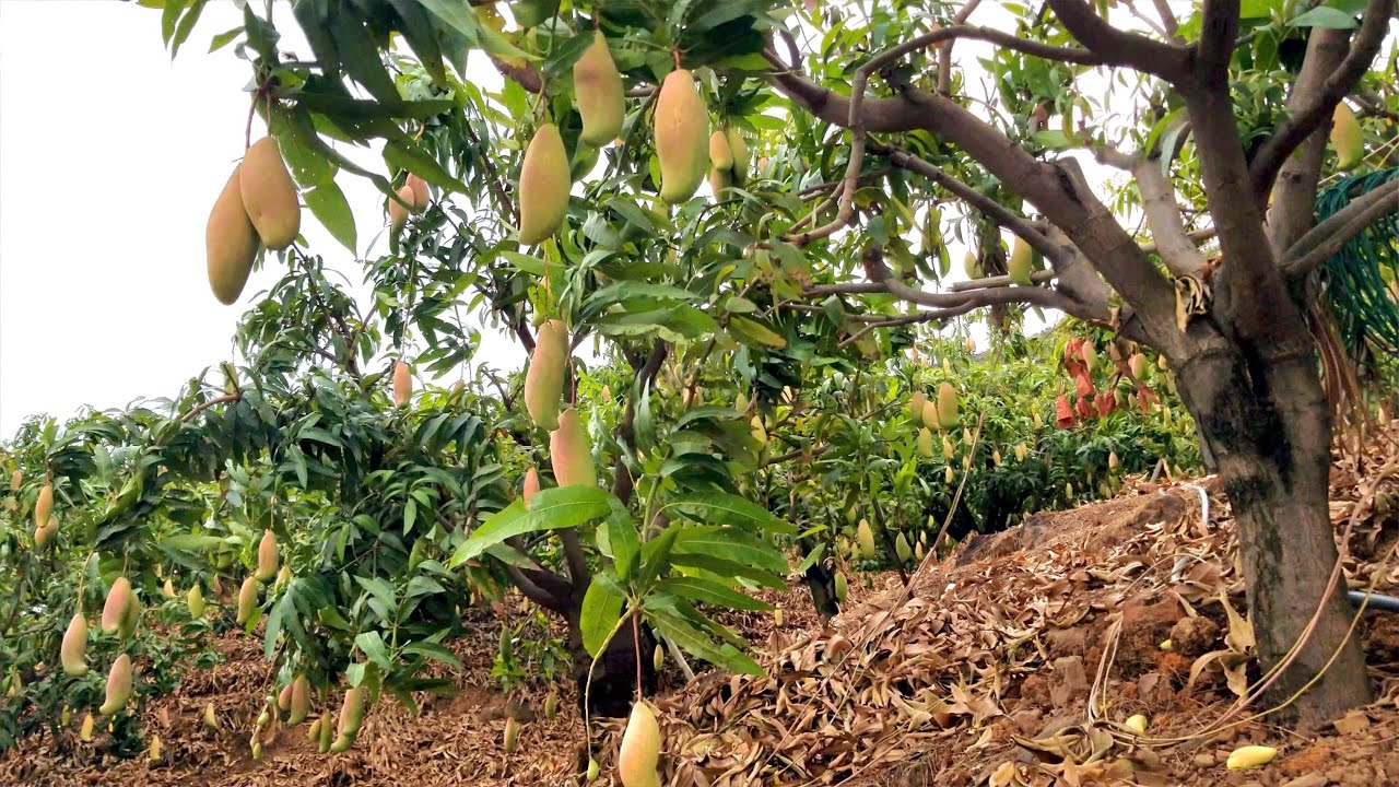 Beautiful mango orchard (from China)