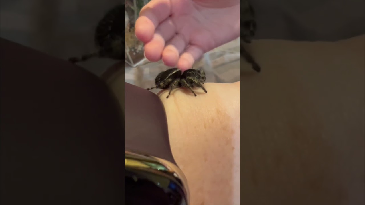 #phidippus