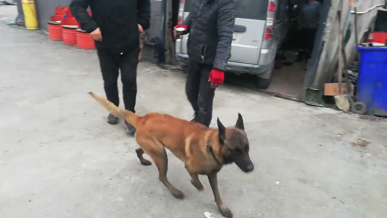 Dobarman ve dogo karşılaşması