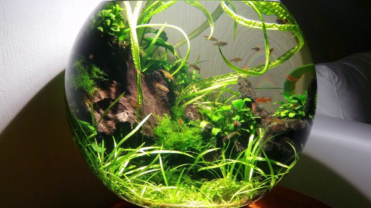 Forest Bubble