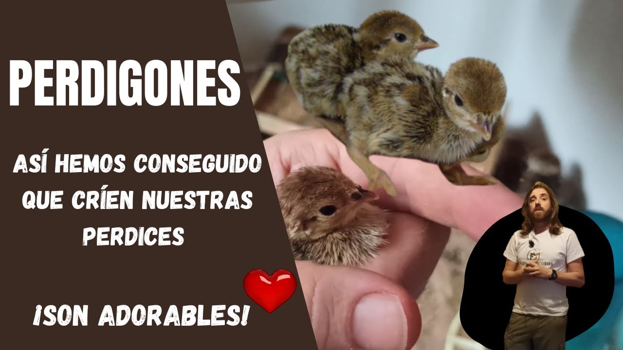 CRÍA DE POLLITOS DE PERDIZ o perdigones EN CASA