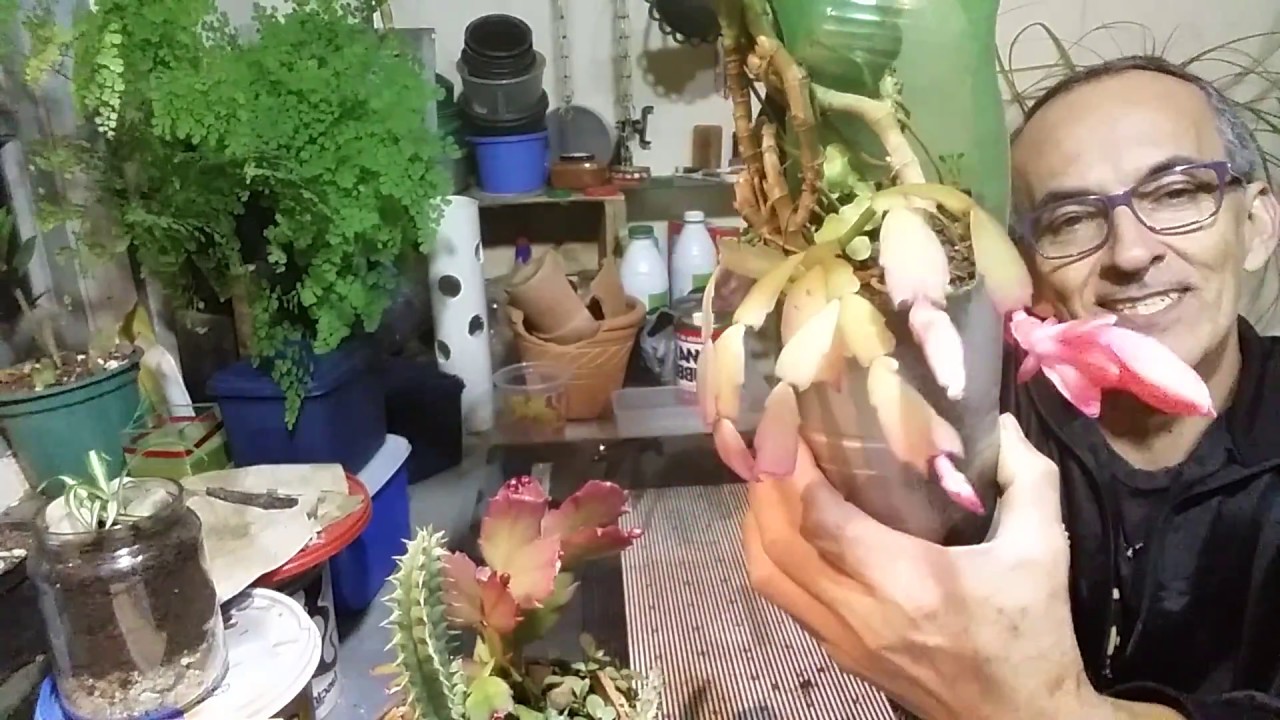 FLOR DE MAIO/FLOR DE SEDA (Schlumbergera truncata)