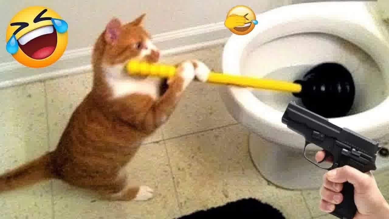 CLASSIC Dog and Cat Videos😻🐕&zwj;🦺😹1 HOURS of FUNNY Clips