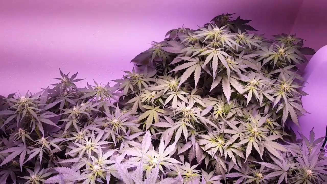 Day 36  LED Closet grow Auto Fast Buds OG and Six Shooter